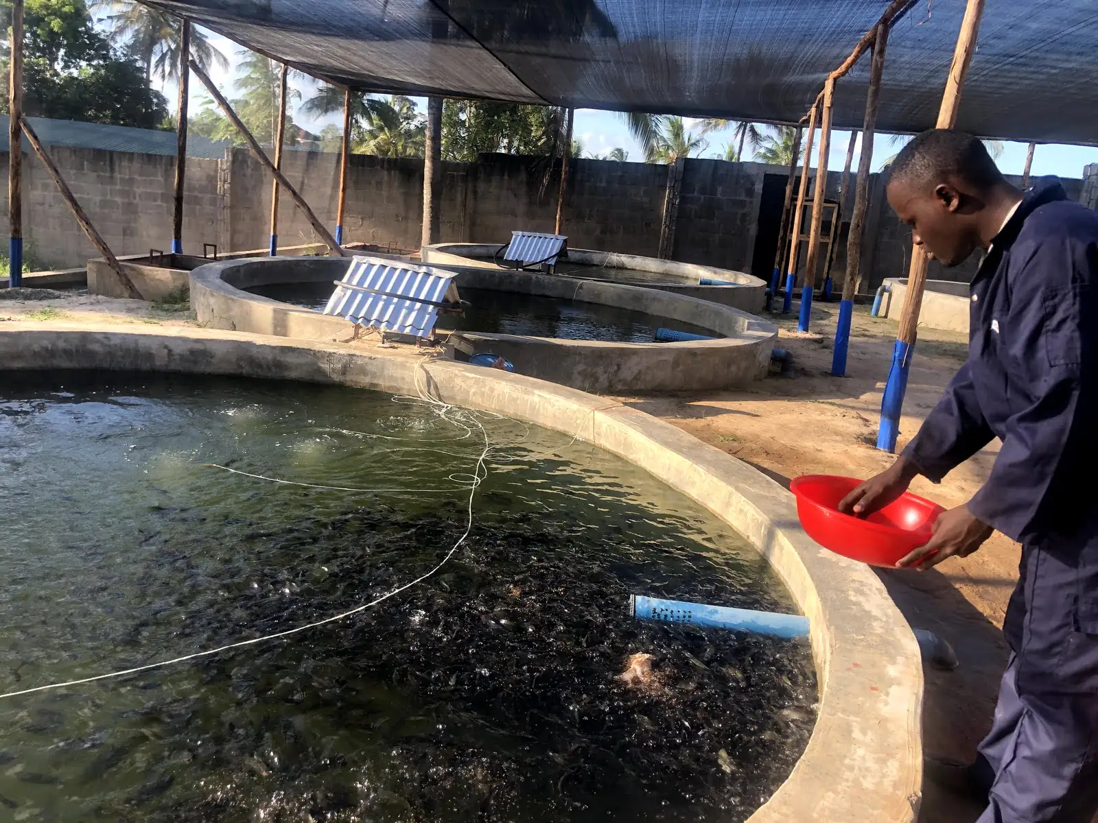 A hatchery technician lifting fingerlings from a circular tank at AquaEco Hatcheries