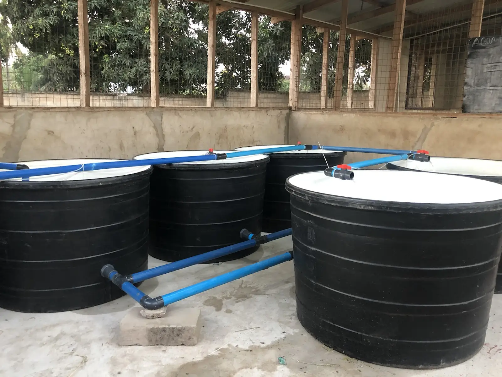 Covered nursery tanks with recirculating water at the hatchery
