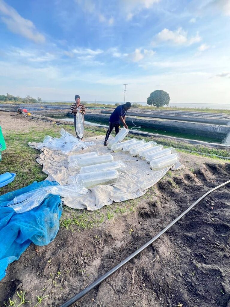 Fingerlings packed in bags for delivery